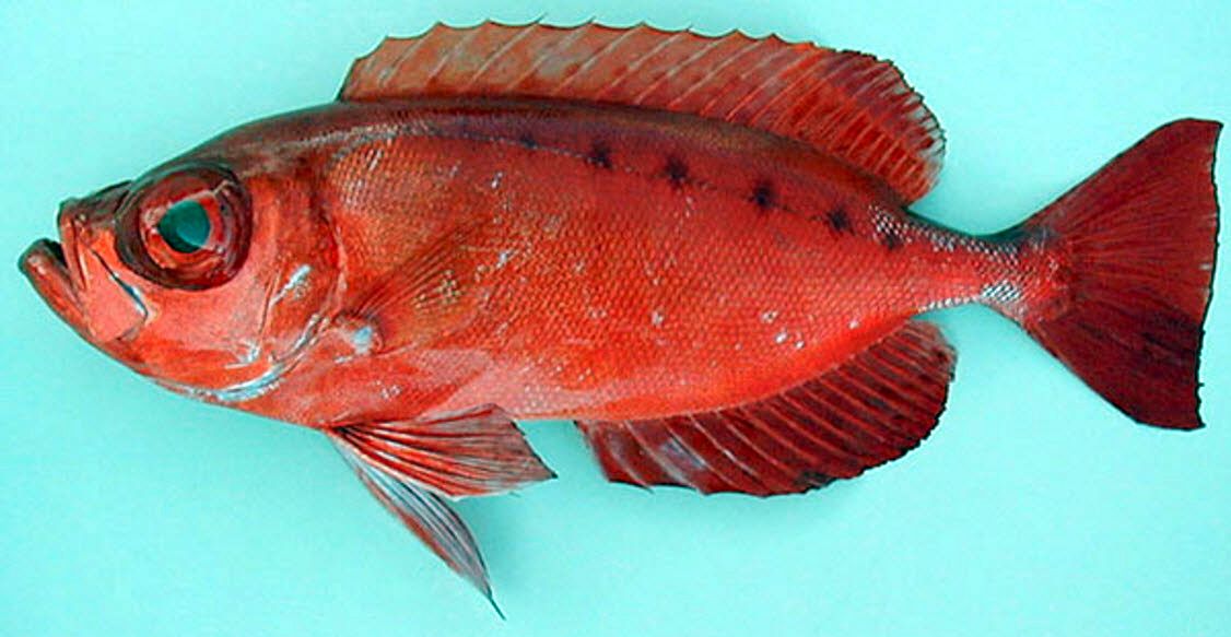 Priacanthus arenatus_02.jpg